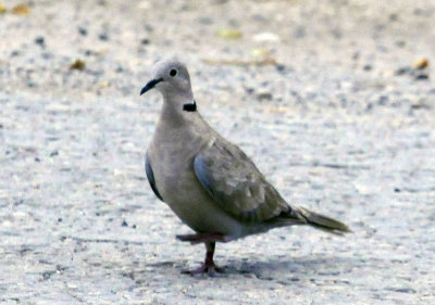 78cooks 003eurasiancollarddove.jpg