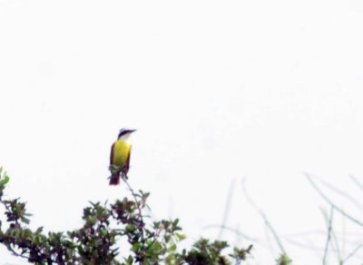 78cooks 018greatkiskadee.jpg