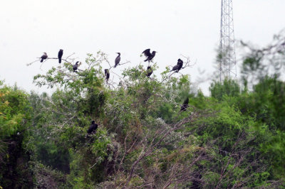 78cooks 025neotropiccormorant.jpg