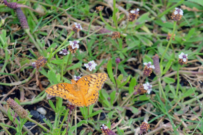 78cooks 035frogfruitvariegatedfritillary.jpg
