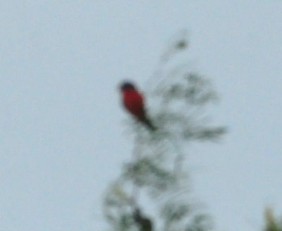79uvaldewest 018paintedbunting.jpg