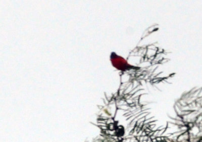 79uvaldewest 020paintedbunting.jpg