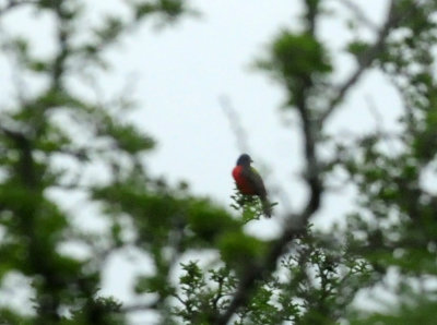 79uvaldewest 026paintedbunting.jpg