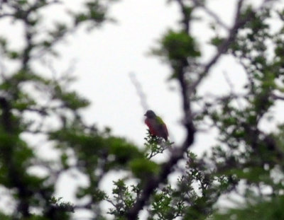 79uvaldewest 031paintedbunting.jpg