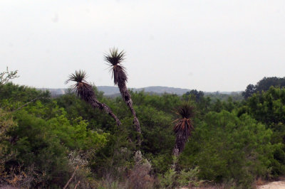 79uvaldewest 045yucca.jpg
