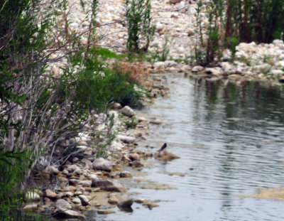 79uvaldewest 075blackphoebe.jpg