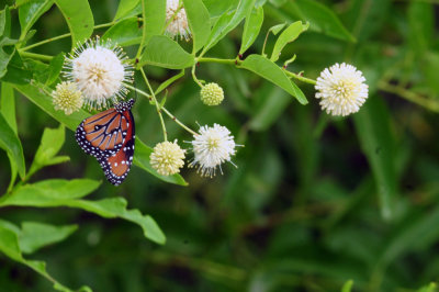 79uvaldewest 092queenbuttonbush.jpg