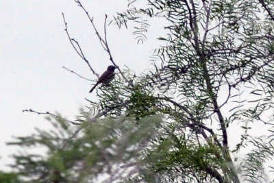 79uvaldewest 096orchardoriole.jpg
