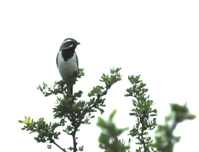 79uvaldewest 119blackthroatedsparrowzzzzzzzzzz.jpg