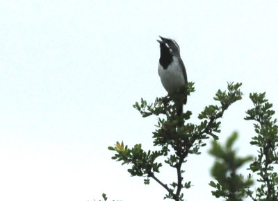 79uvaldewest 122blackthroatedsparrowzzzzzzzz.jpg