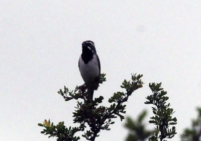 79uvaldewest 124blackthroatedsparrow.jpg
