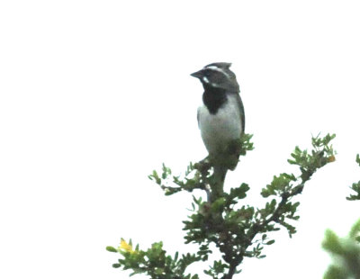 79uvaldewest 128blackthroatedsparrowzzzzzzz.jpg