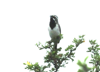 79uvaldewest 130blackthroatedsparrow.jpg