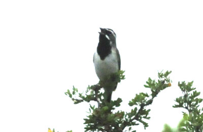 79uvaldewest 131blackthroatedsparrow.jpg