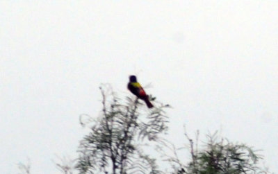 79uvaldewest 135paintedbunting.jpg