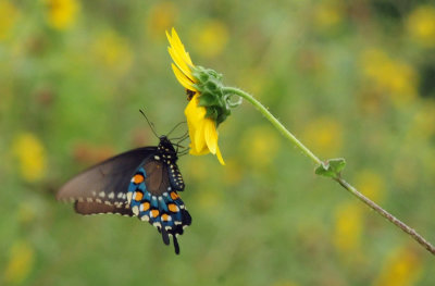 710cook's 064pipevineswallowtail.jpg