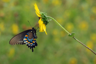 710cook's 066pipevineswallowtail.jpg