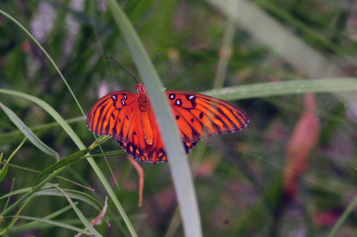 710cook's 078gulffritillary.jpg