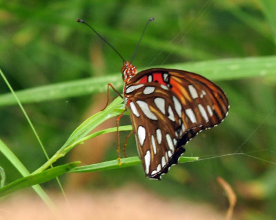 710cook's 080gulffritillary.jpg