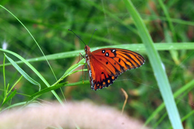710cook's 082gulffritillary.jpg