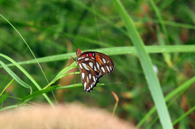 710cook's 083gulffritillary.jpg