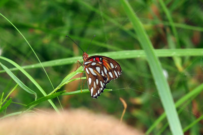 710cook's 084gulffritillary.jpg