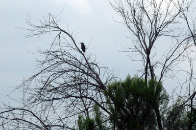 710cook's 107greenheron.jpg