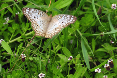 710cook's 115whitepeacock.jpg