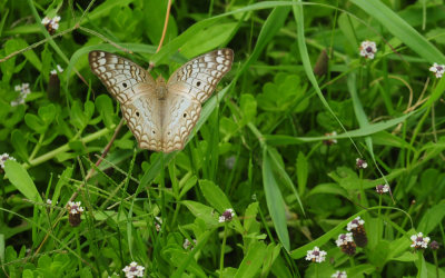 710cook's 116whitepeacock.jpg