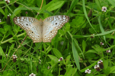 710cook's 117whitepeacock.jpg
