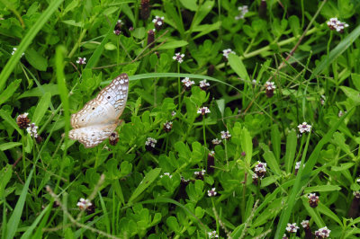 710cook's 119whitepeacock.jpg