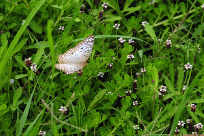 710cook's 120whitepeacock.jpg