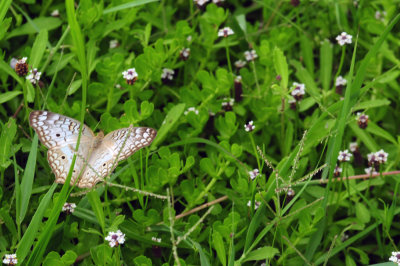 710cook's 121whitepeacock.jpg