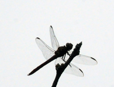 710cook's 142skimmer.jpg