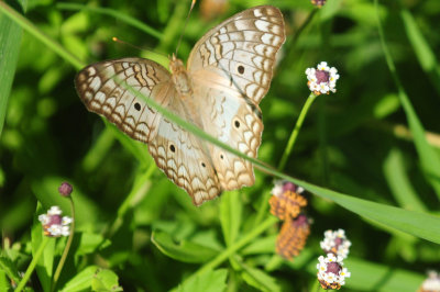 711cook's 146whitepeacock.jpg