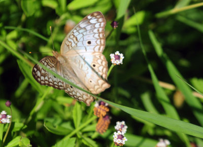 711cook's 149whitepeacock.jpg