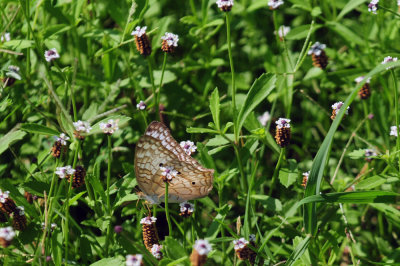 711cook's 151whitepeacock.jpg