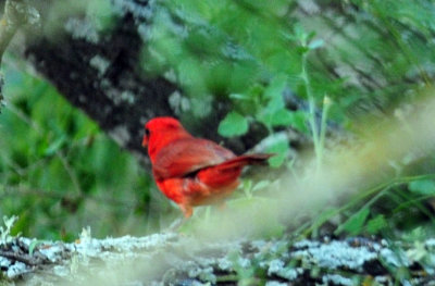 711cook's 012summertanager.jpg