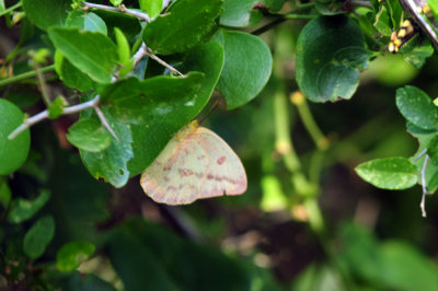 711cook's 028largeorangesulphur.jpg