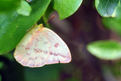 711cook's 034largeorangesulphur.jpg