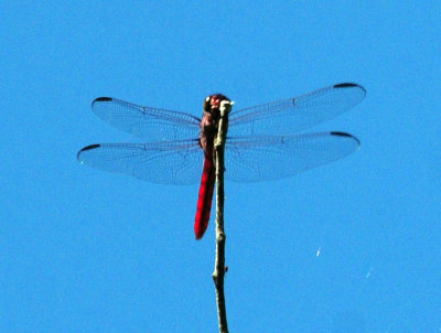 711cook's 042redtailedepennant.jpg