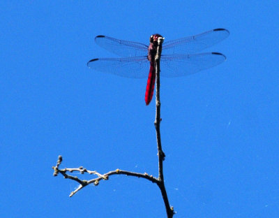 711cook's 044redtailedepennant.jpg