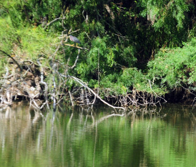 711cook's 131greenheron.jpg