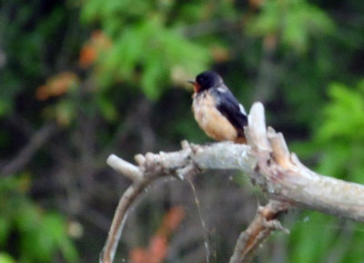 712county 003barnswallow.jpg