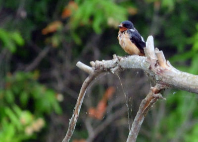 712county 005barnswallow.jpg