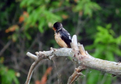 712county 007barnswallow.jpg