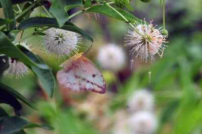 712county 015largeorangesulphur.jpg