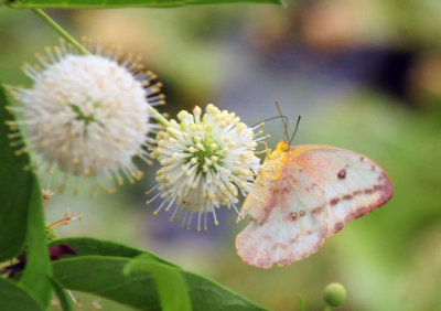 712county 023largeorangesulphur.jpg