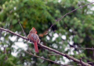 712county 036cardinal.jpg