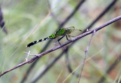 712county 039easternpondhawk.jpg